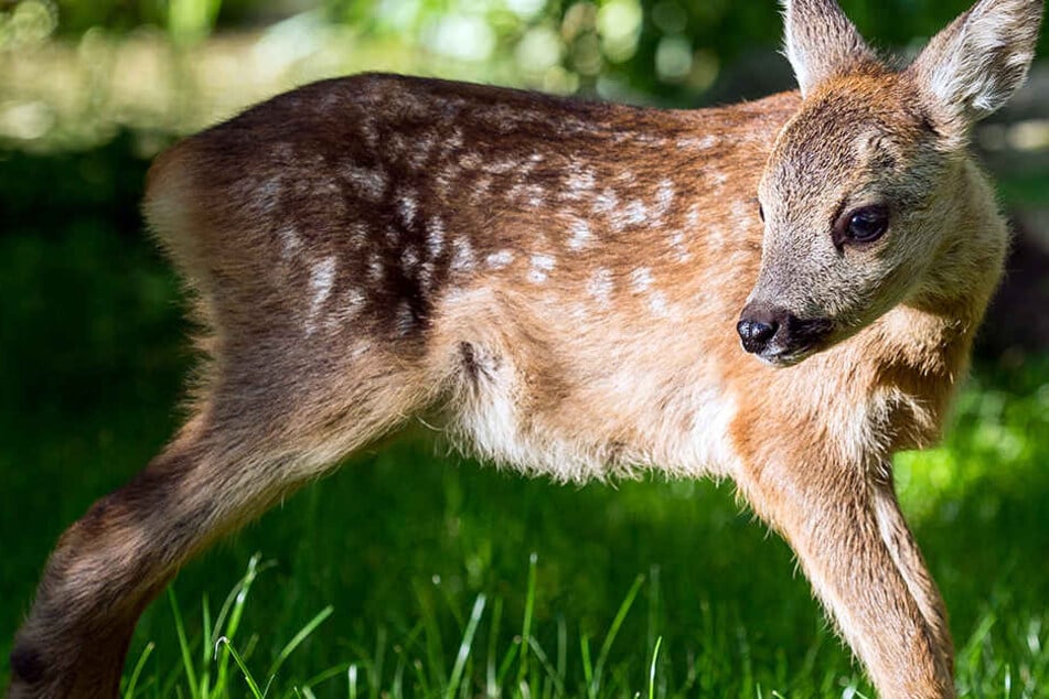 So lebendig war ein Kitz nicht, als ein Jäger es in einem Borchener Wald fand. (Symbolbild)