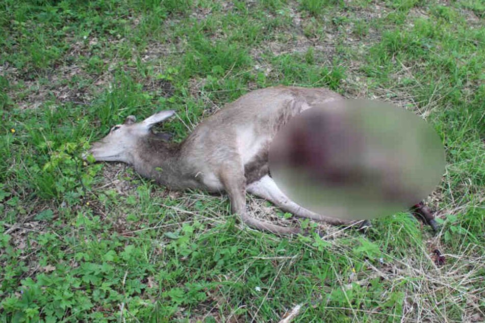Der Hirsch starb an seinen schweren Verletzungen.