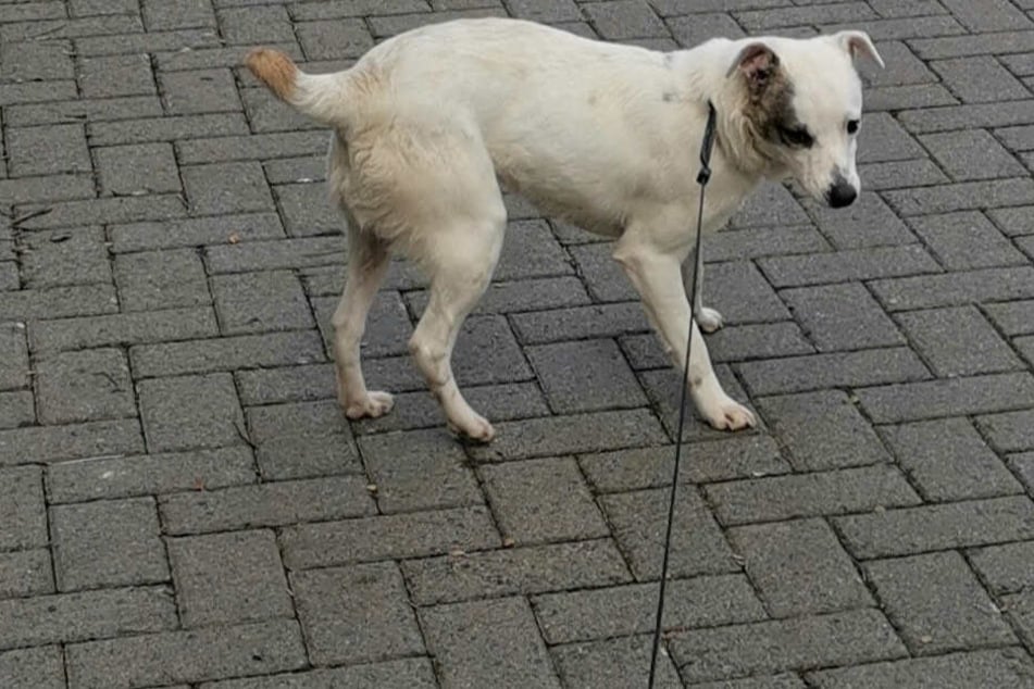 Der Hund trägt kein Halsband, ist auch nicht gechippt.