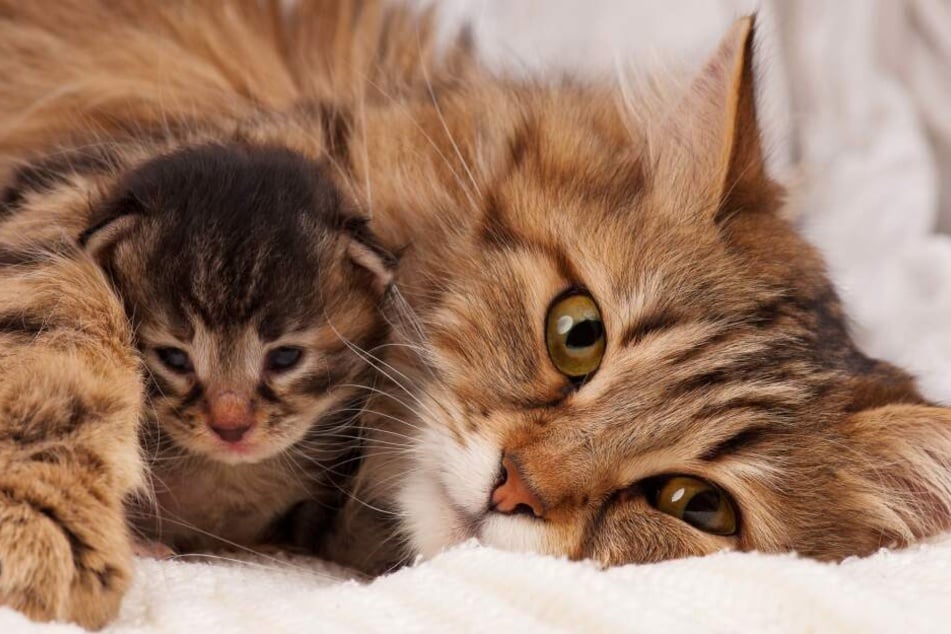 Wie Lange Ist Eine Katze Trächtig Wie Lange Kann Eine