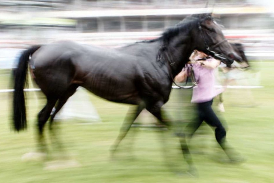 Das Pferd war laut Polizei aus bisher ungeklärter Ursache stehen geblieben, wodurch die Reiterin stürzte. (Symbolbild)