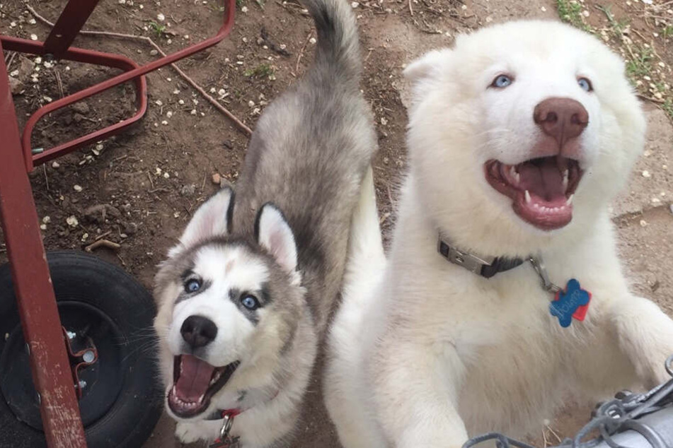 Die beiden Hunde "Polar" und "Bear" wurden von der Behörde beschlagnahmt. "Bear" soll jetzt eingeschläfert werden.