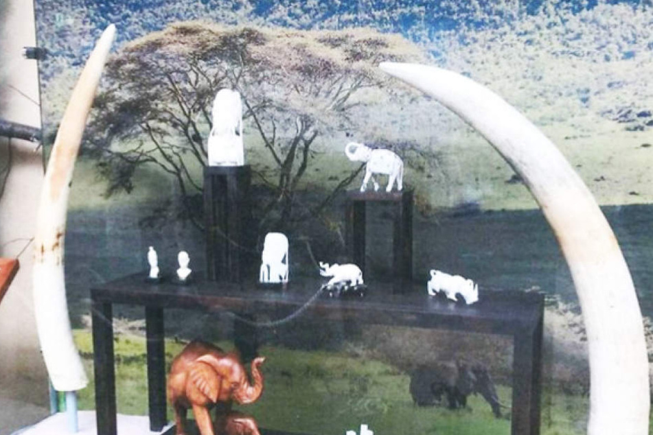 Wo ist das wertvolle Elfenbein hinverschwunden? Am Sonntag räumten Einbrecher eine Vitrine im Zoo Magdeburg leer.