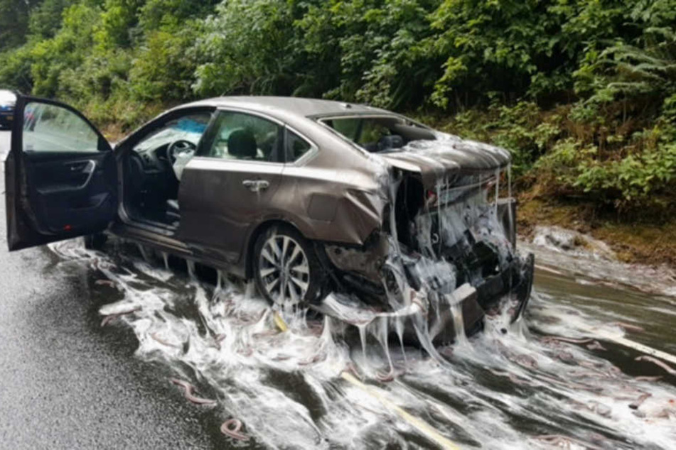 In Stresssituationen sondern die Aale ein schleimiges Sekret ab. Es bedeckte Unfallfahrzeuge und Straße.