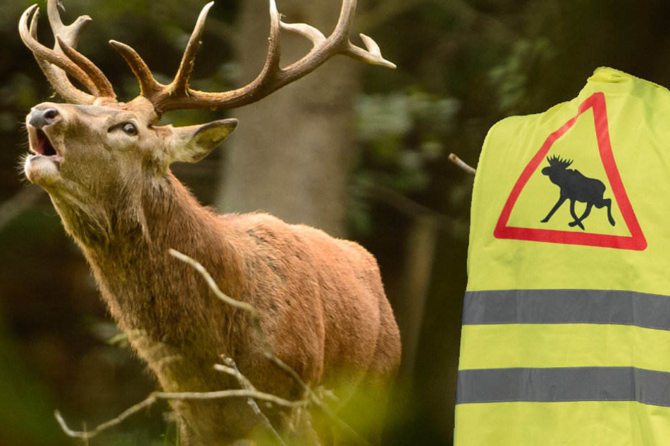 Der Hirsch soll eine Warnweste während des Angriffs getragen haben.