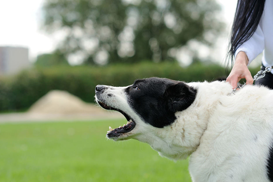 Kurz nachdem die 28-Jährige das Haus mit ihren Vierbeinern verlassen hatte, stürzten sich zwei fremde Hunde auf ihre Lieblinge. (Symbolbild)