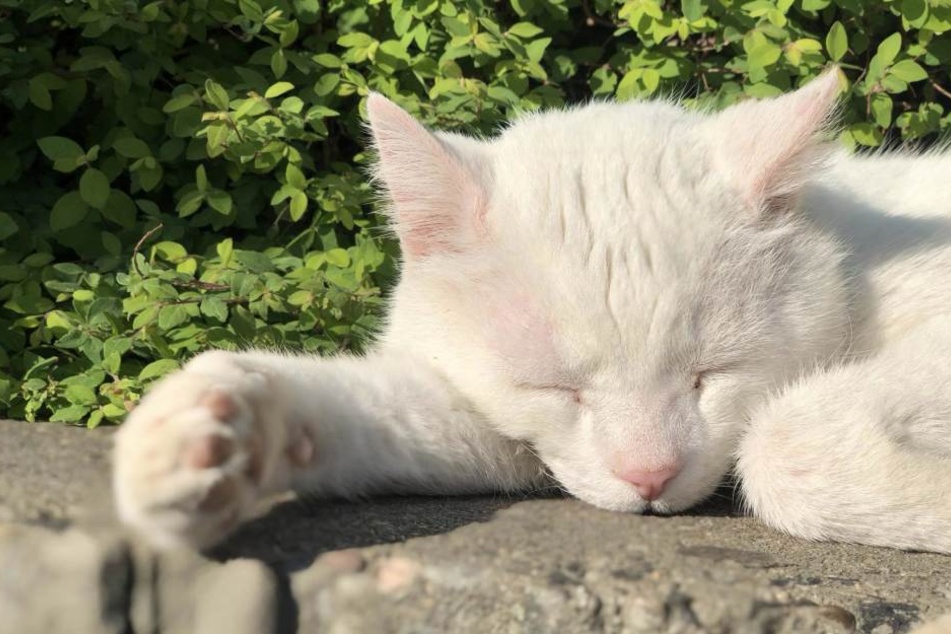 Stubentiger "Sindbad" ist in ganz Niederursel und darüber hinaus bekannt und beliebt.