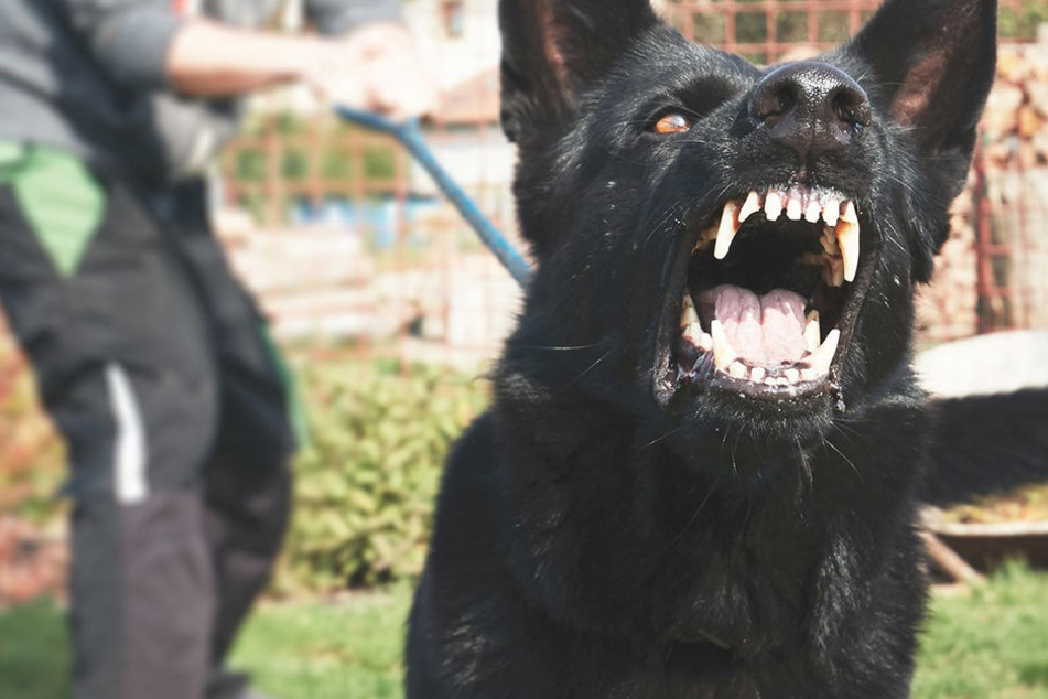 Der Hund griff auf einem Spielplatz zwölf Kinder an.