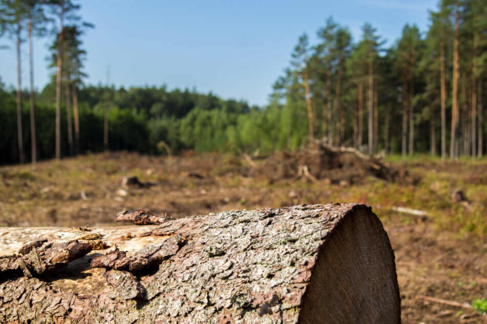 Die Wälder leiden erheblich unter der Dürre-Periode.