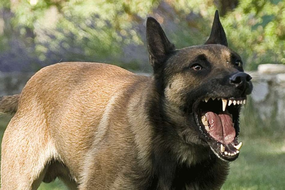 Der Belgische Schäferhund drehte komplett durch (Symbolbild).