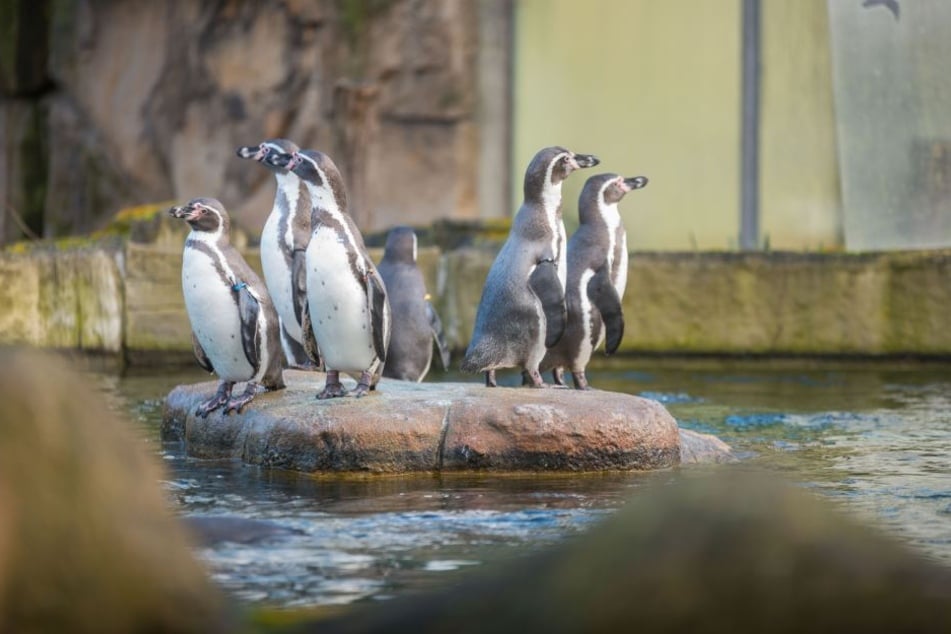 Die neuen Pinguine und die bereits vorhandenen Pinguine haben sich schnell eingelebt.