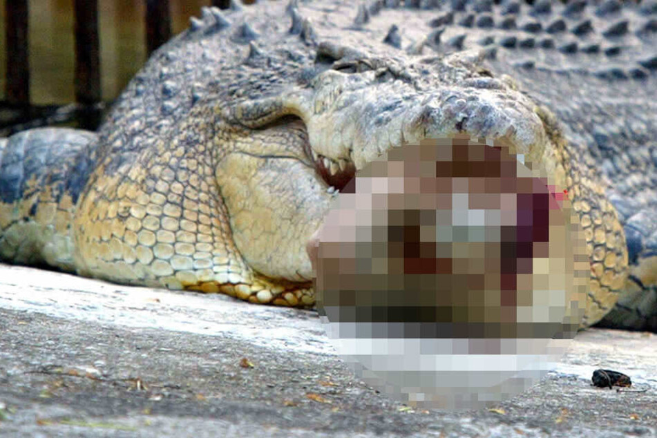 Alligator-Attacken sind vor allem in Florida keine Seltenheit (Symboldbild).