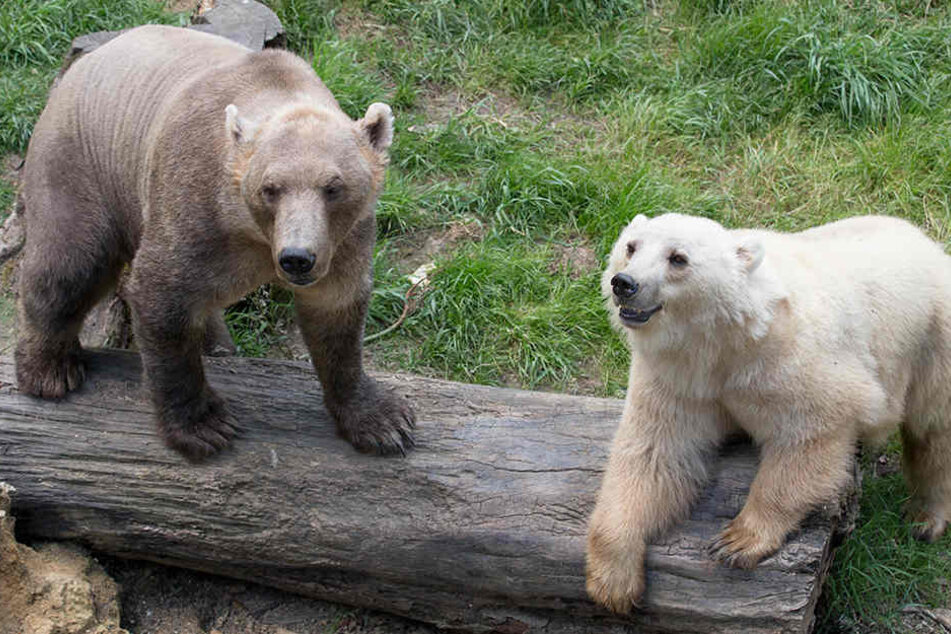 Tips (hell) und ihr Bruder Taps waren ein Highlight im Osnabrücker Zoo.