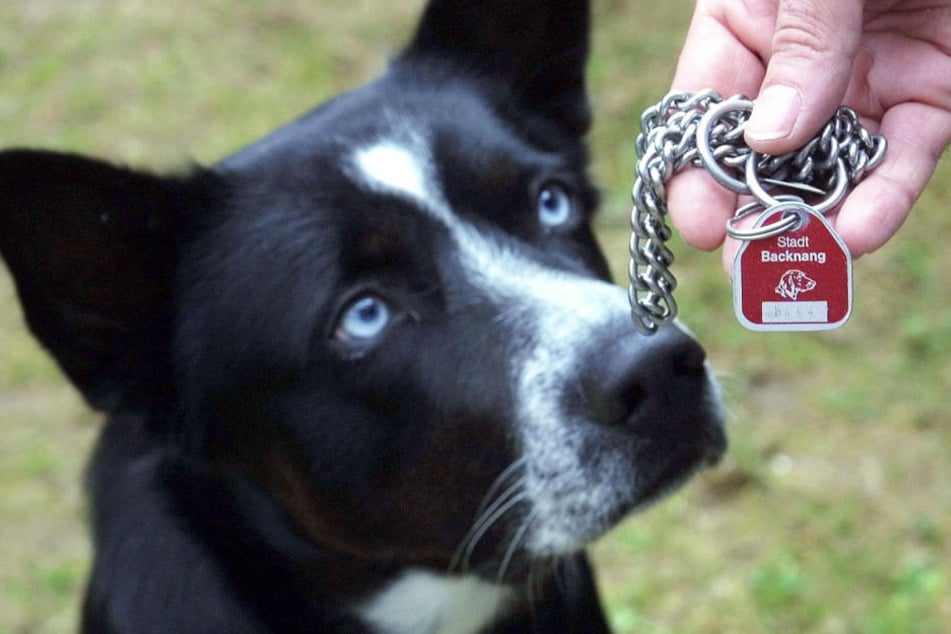 Die erhobene Hundesteuer fällt je nach Wohnort in NRW sehr unterschiedlich aus (Symbolbild).