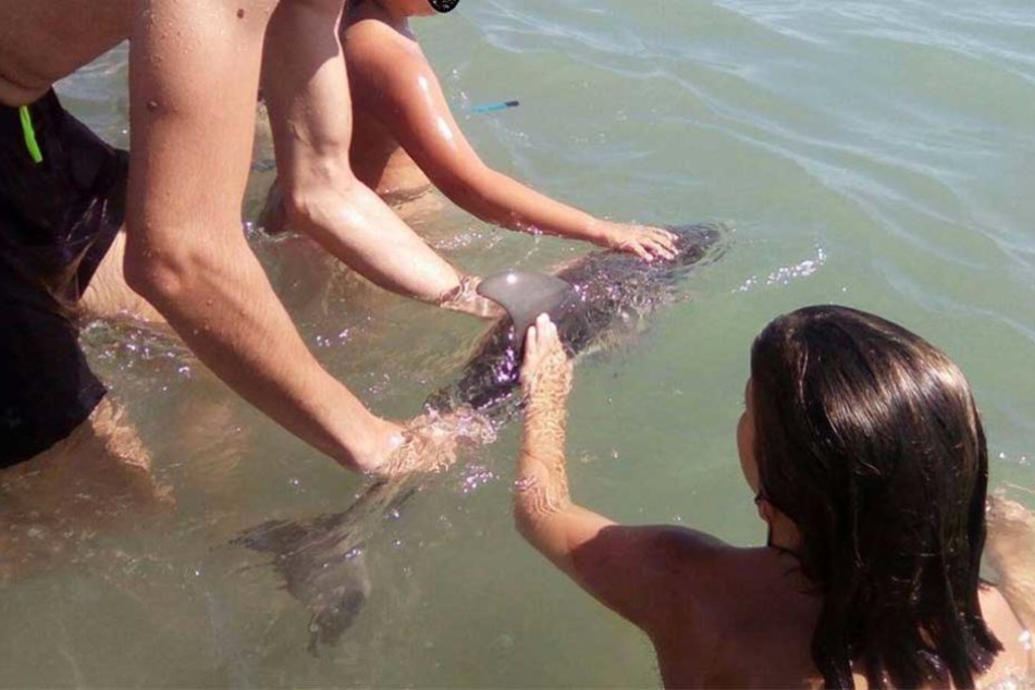 Der kleine Delfin wurde festgehalten und von Hunderten Touristen fotografiert.