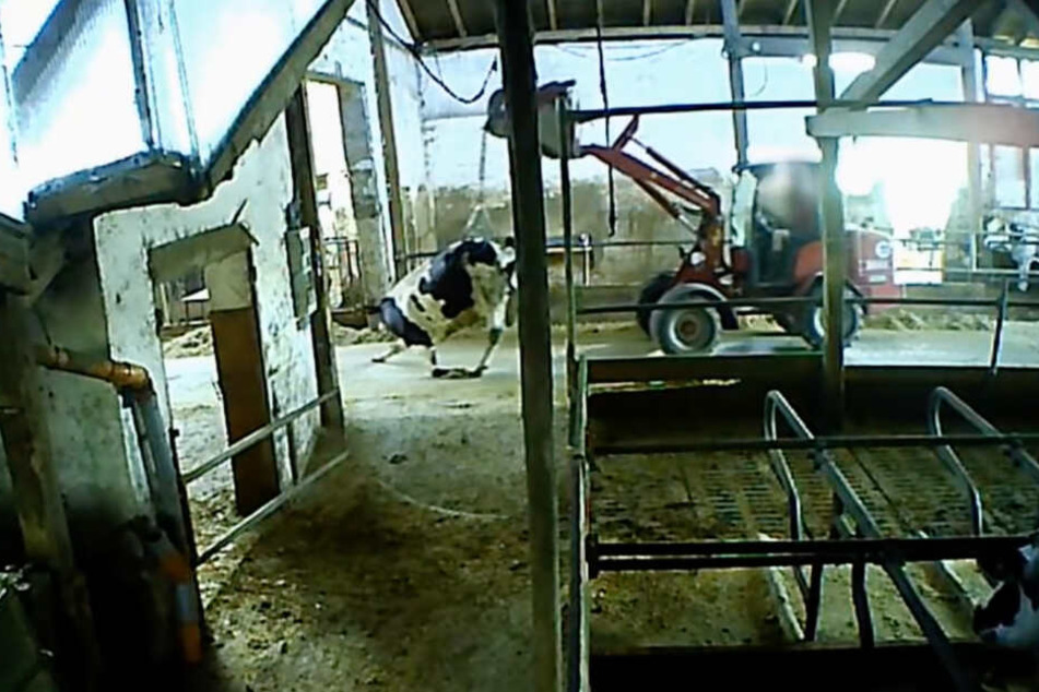 Das Video der Soko Tierschutz zeigt, wie eine Kuh von einem Schlepper durch den Stall geschleift wird.