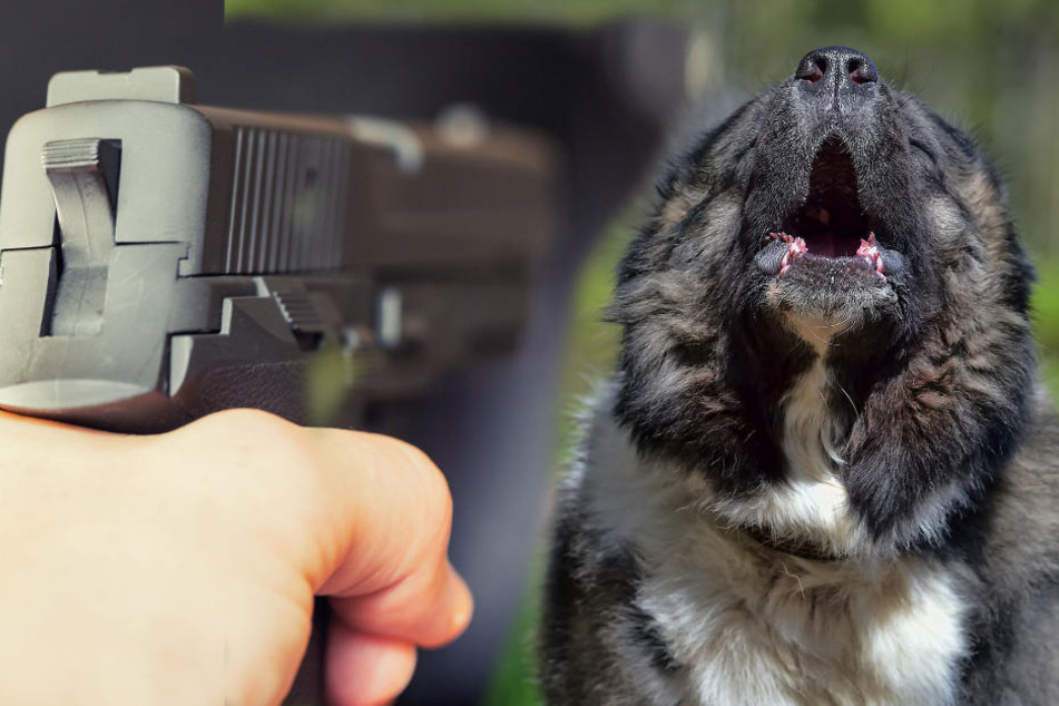 Der angreifende Hund musste vor Ort erschossen werden. (Fotomontage)