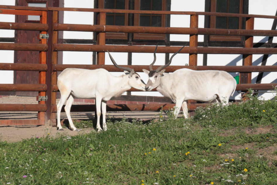 Addax-Antilopen-Bock Paddy wird von Weibchen Jeanne begrüßt.