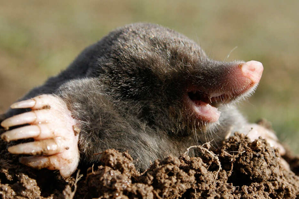 Maulwürfe stehen unter
Naturschutz. Heißt: Töten
ist nicht. Wen die Erdhügel stören, der kann versuchen,
den Buddlern mit
vergorener Buttermilch
(stinkt!) zu Leibe zu rücken.
Allen andern sei gesagt:
Maulwürfe rühren Ihre
Pflanzen nicht an, fressen
nurIns