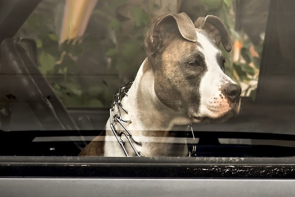 Ein Hund musste jetzt sterben, weil er im heißen Auto zurückgelassen wurde. (Symbolbild)