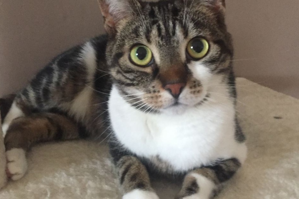 Nala (4) sorgte für die überhastete Flucht des unbekannten Einbrechers.