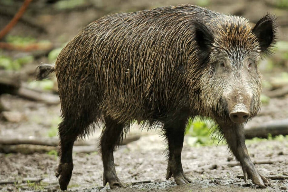 Grunz Durfen Wildschweine Im Garten Gehalten Werden Tag24