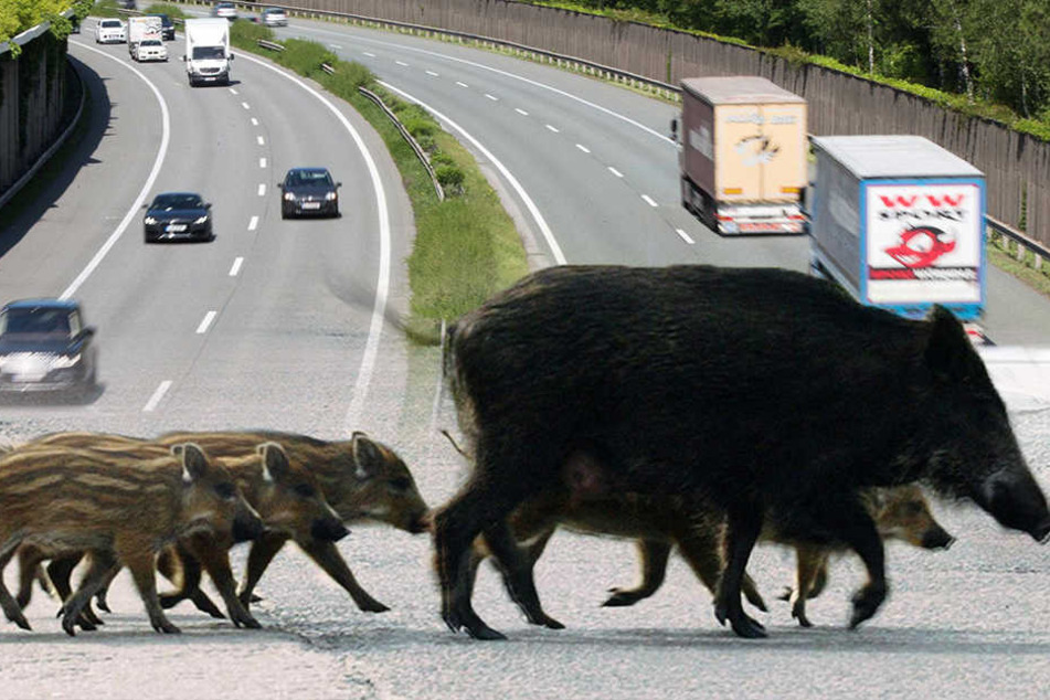 Vier Wildschweine sind auf der A4 von Autos erfasst worden. (Symbolbild)