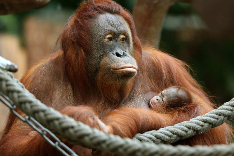 Über 30 Tiere starben, darunter auch Orang-Utan "Lea" mit "Suria".