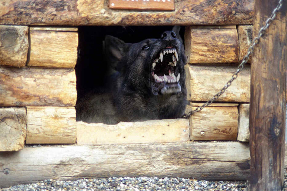 Als die Zehnjährige ihren Kopf in die Hundehütte steckte, biss der Mischling mehrmals zu. (Symbolbild)