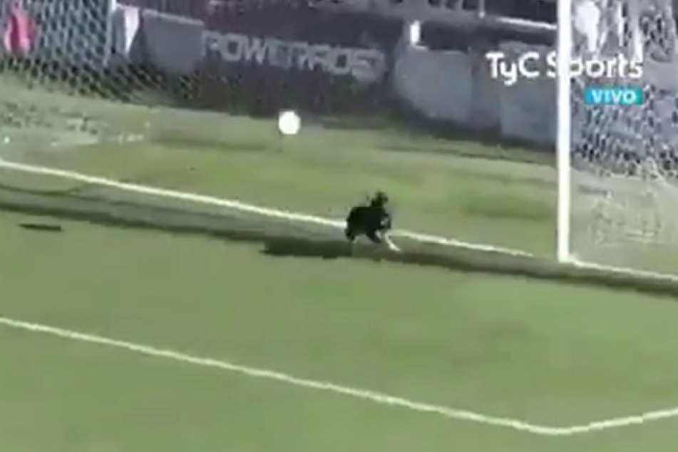 Kurz bevor der Ball ins Tor gehen konnte, rannte der Hund über den Platz und verhinderte den Treffer.