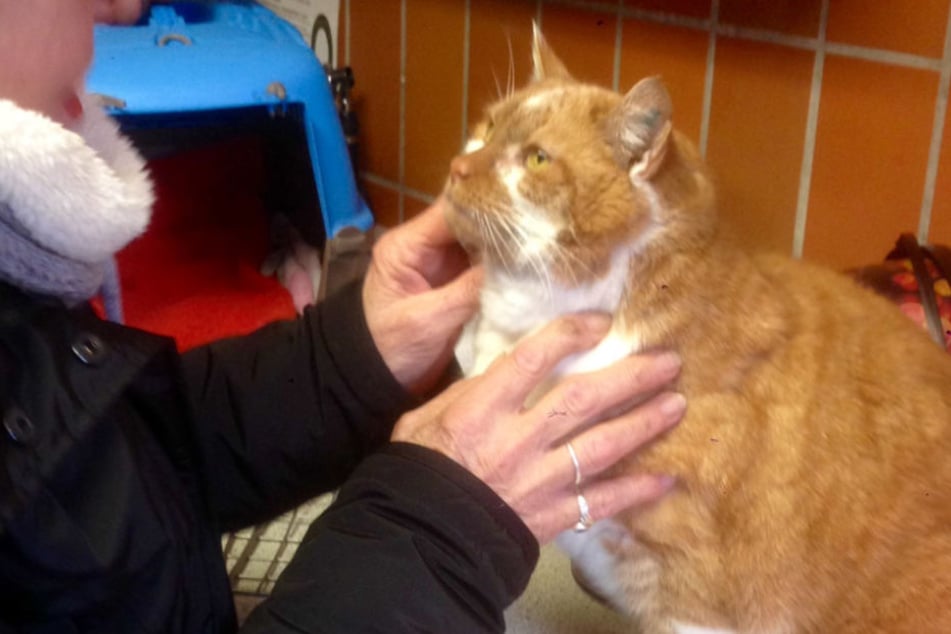 Bei dem Wiedersehen mit seinem Frauchen, maunzte der Kater drauf los.