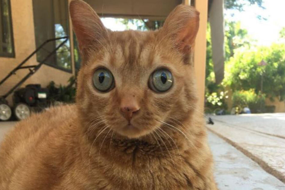 Sein Blick wirkt geradezu hypnotisch.