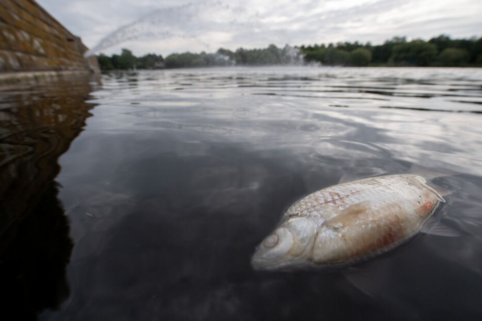 Tausende tote Fische: THW beendet Arbeit am Max-Eyth-See