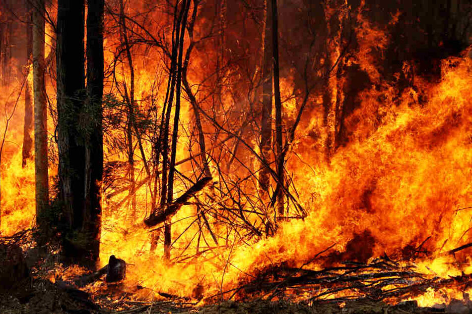 Die Buschfeuer in Australien sorgen weltweit für Aufmerksamkeit und Trauer.