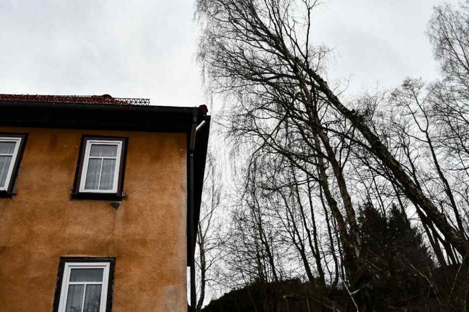 Der Baum hatte gefährliche Schieflage.