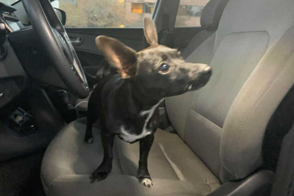 Ein Chihuahua "fuhr" den SUV quer über die vielbefahrene Straße.