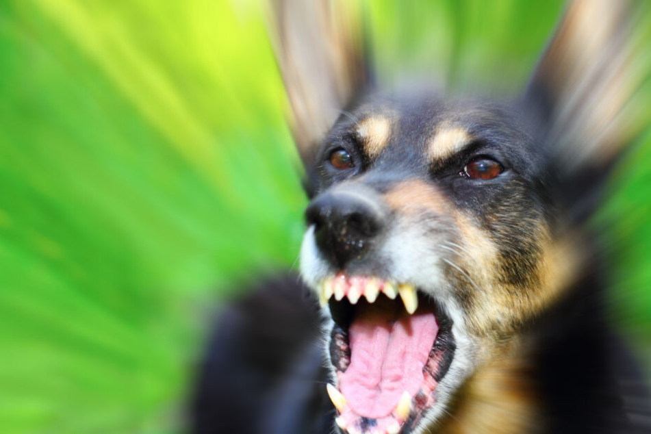 Der Junge wurde von dem Hund seiner eigenen Familie angefallen. (Symbolbild)