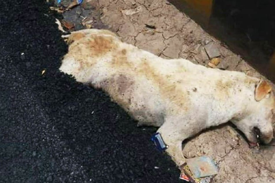 Ein Bild, das tief ins Mark geht und kaum zu ertragen ist.