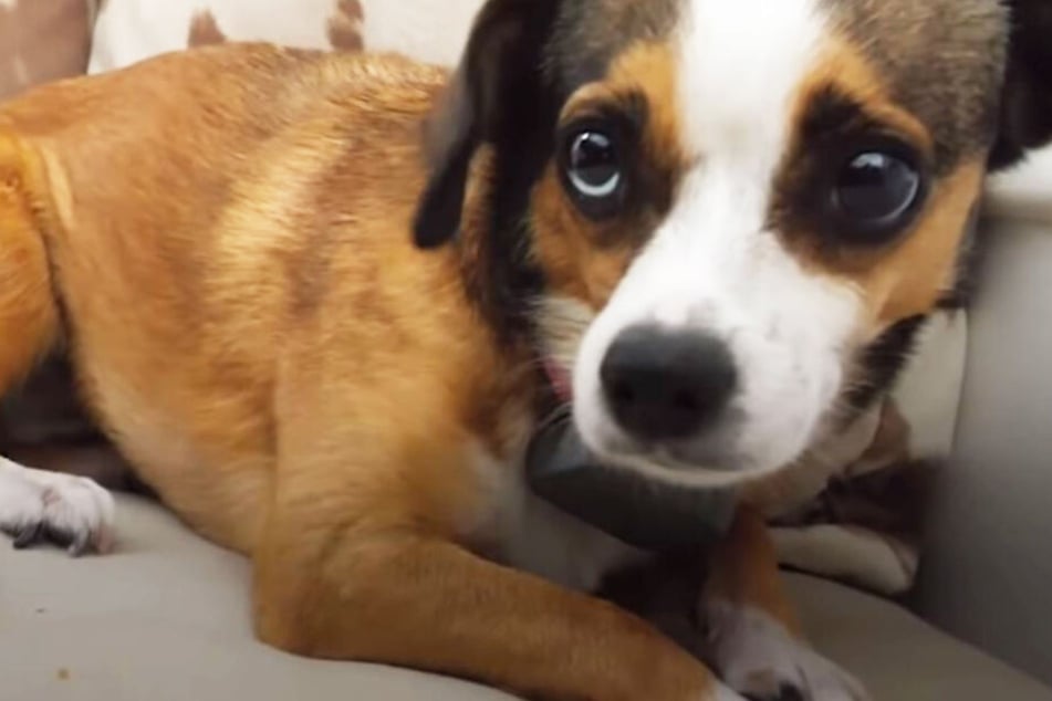 Als Rocky den Hund aufnahm, war er permanent verängstigt.