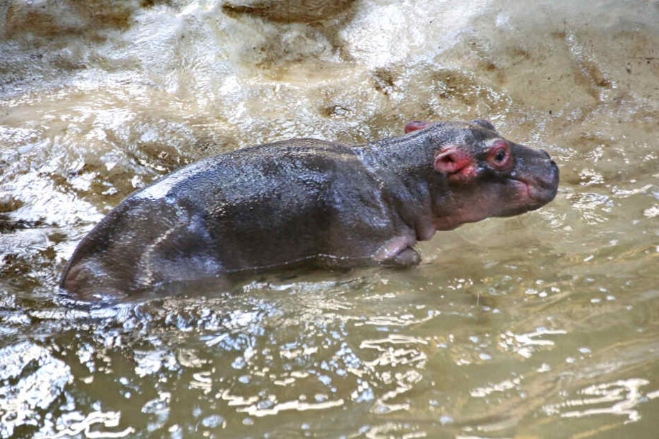 Das Flusspferdbaby starb nach nur zwei Tagen.