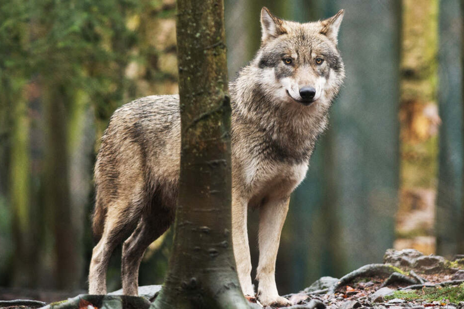 Zwei Wölfe könnten schon sehr bald in Hessen offiziell heimisch sein. (Symbolbild)