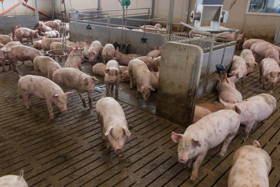 Auch Schweinehalter sollen das vergiftete Futter erhalten haben.