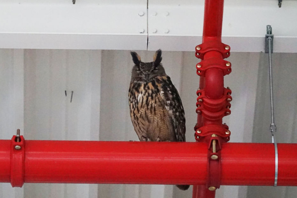 Uhu-Dame Hedwig ist ausgeflogen.
