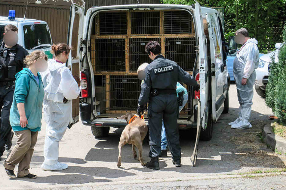 Die Polizei barg mehrere Hunde aus dem durchsuchten Haus in Lauter. Tierschützer brachten sie vorübergehend in ein Heim.