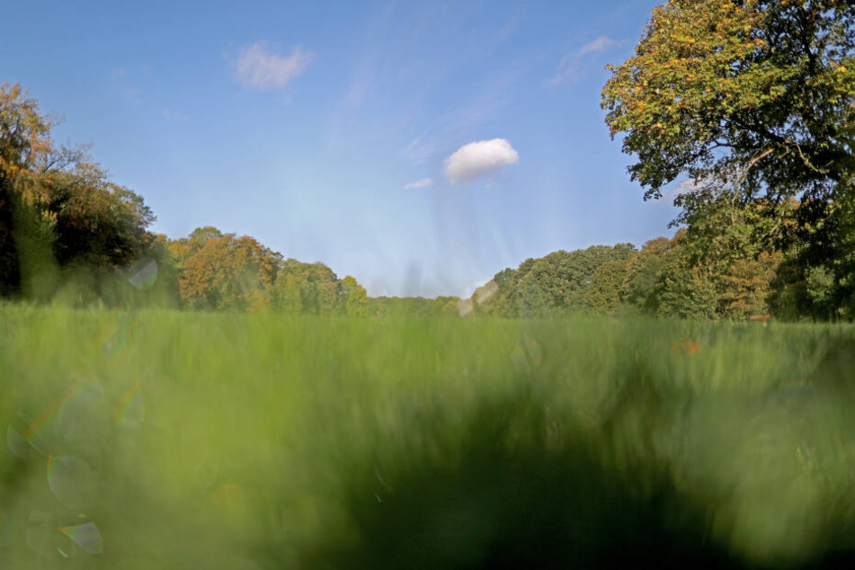 Wolken ziehen über die Gleueler Wiese. Um die Wiese im Grüngürtel gibt es einen heftigen Streit, ob der Naturraum für neue Sportplätze angetastet werden darf.