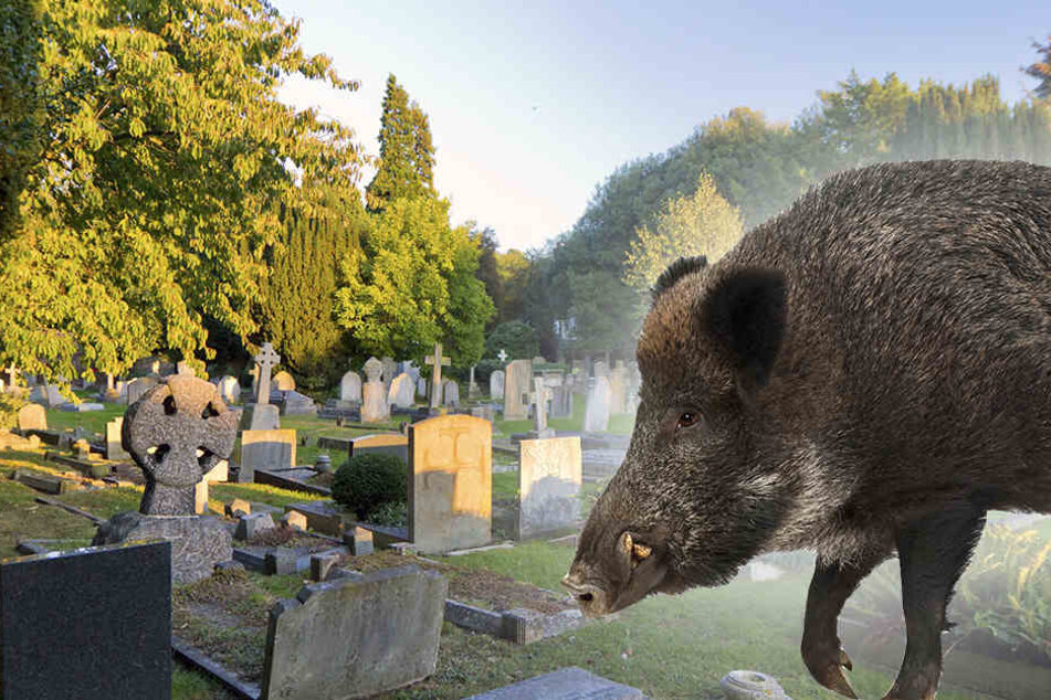 Den Wildschweinen gefiel es so gut auf dem Alten Friedhof in Sennestadt, dass sie ein Feld der Verwüstung hinterließen. (Symbolbild)