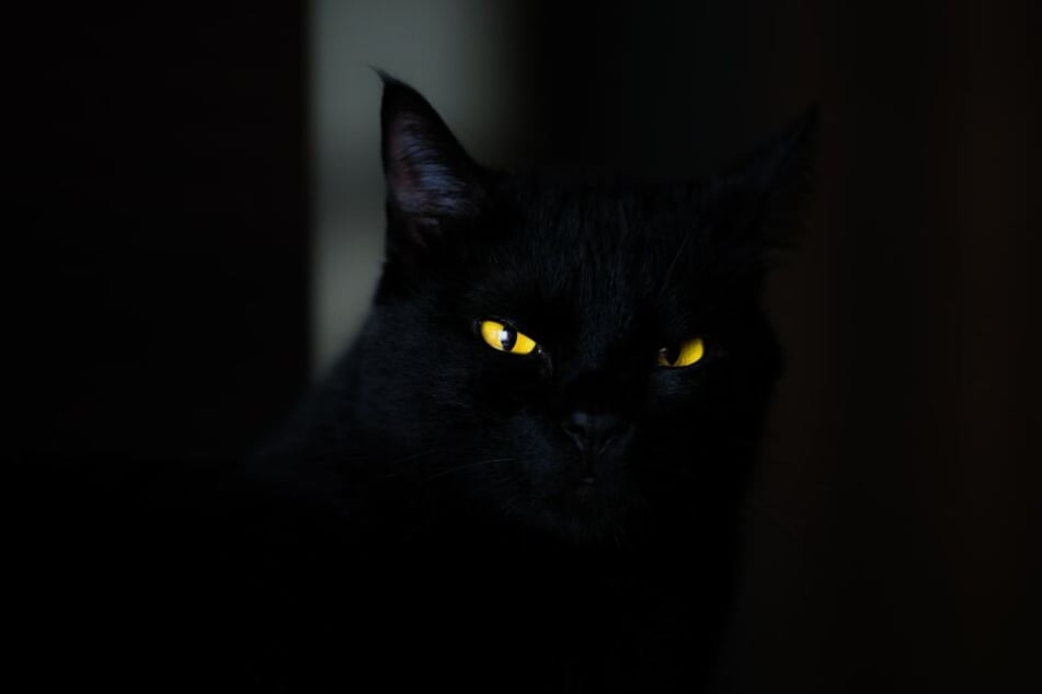 Auch heute leiden schwarzen Katzen unter dem zugeschriebenen Stigma als Unglücksbringer.