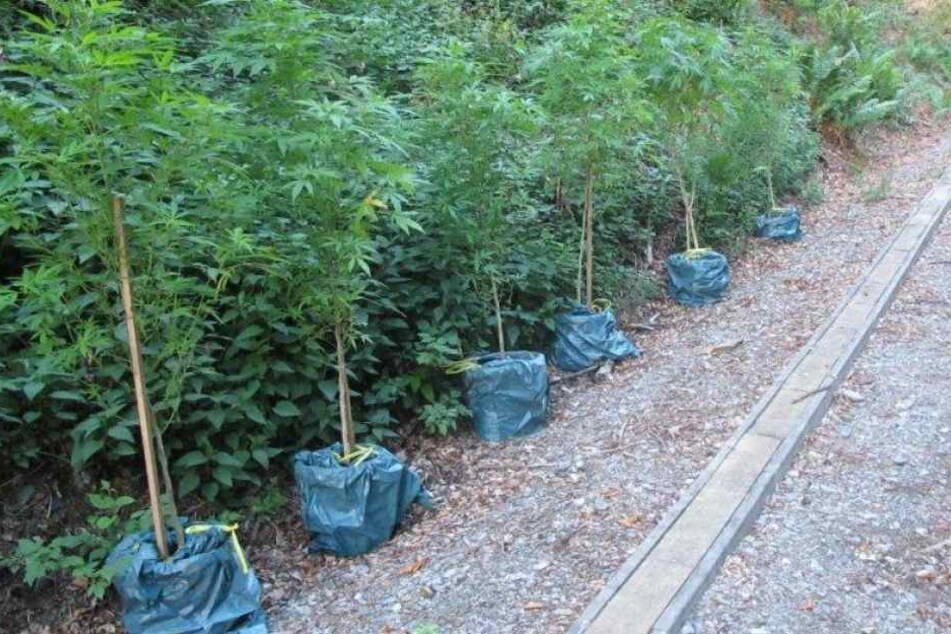 Die Polizei stellte insgesamt 36 Kübel mit Cannabis-Pflanzen sicher.