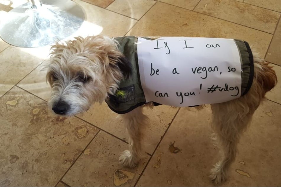 Dieser Hund wurde vegan ernährt und so sieht er jetzt aus