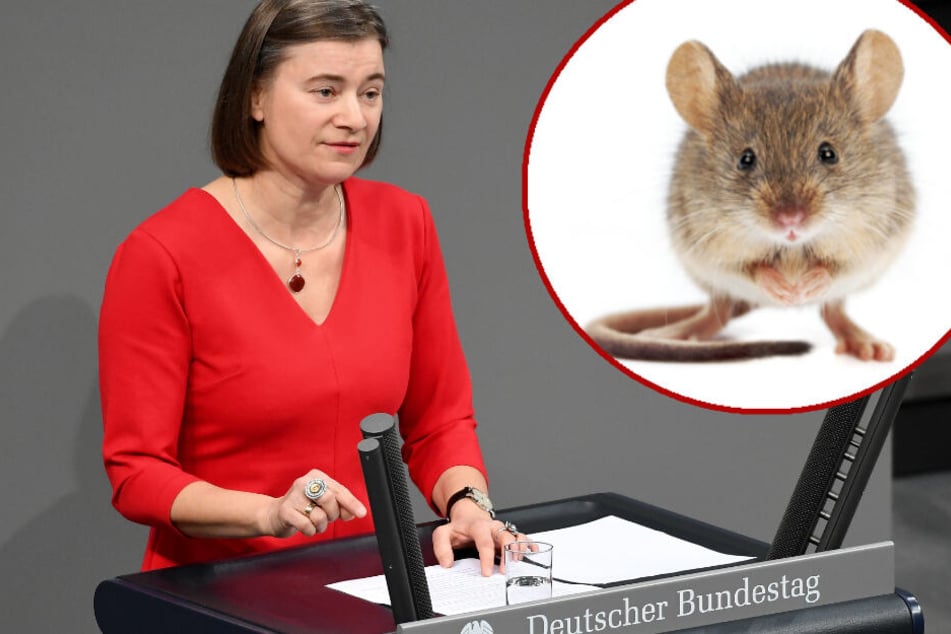 Die Mäusefängerin: Die Linken-Politikerin Anke Domscheit-Berg fing in eineinhalb Jahren bereits 19 Mäuschen mit Lebendfallen. (Symbolbild/Bildmontage)